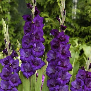 Purple Flora